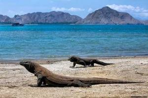 History of Florest Island And Komodo National Park
