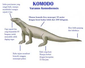 komodo dragon food chain diagram