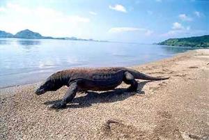 Get to Know Komodo Dragon More Closely on The Flores Island