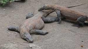 Get to Know Komodo Dragon More Closely on The Flores Island
